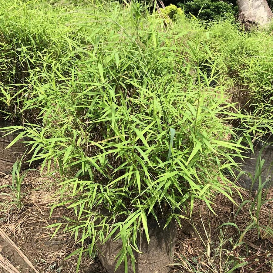 Bamboo