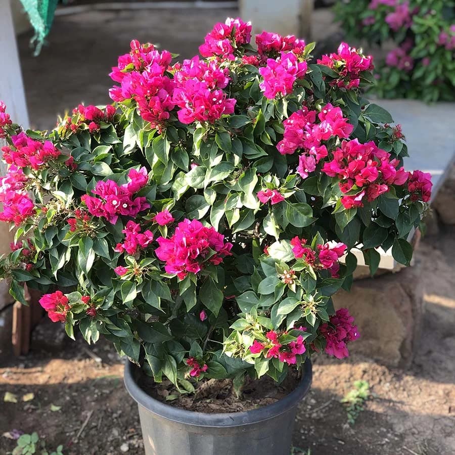 Bougainvillea