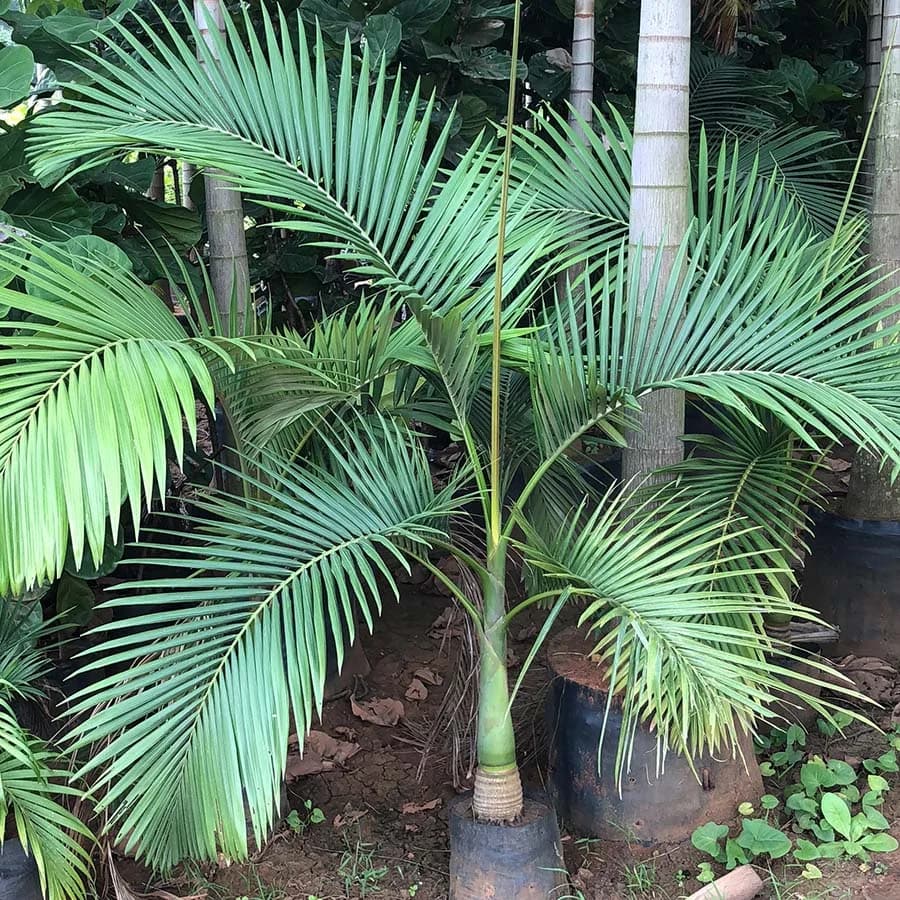 Palm Varieties